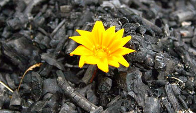 The Lima Ecosocialist Declaration / Declaración Ecosocialista de Lima